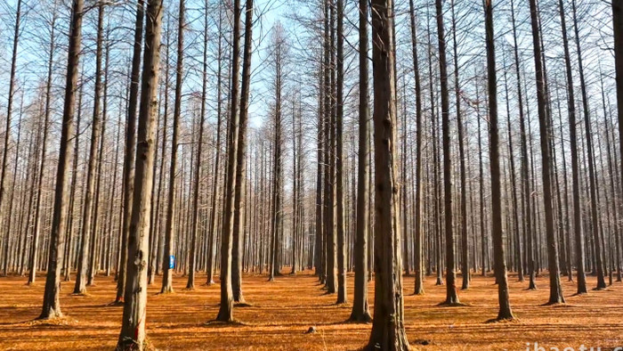 自然风景冬天枯黄的森林树木落叶4K航拍