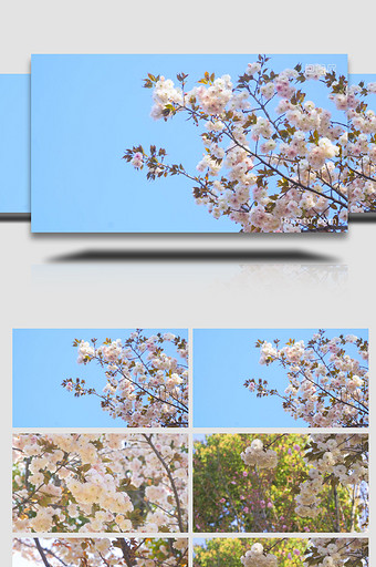春天花朵樱花盛开春暖花开4K实拍图片