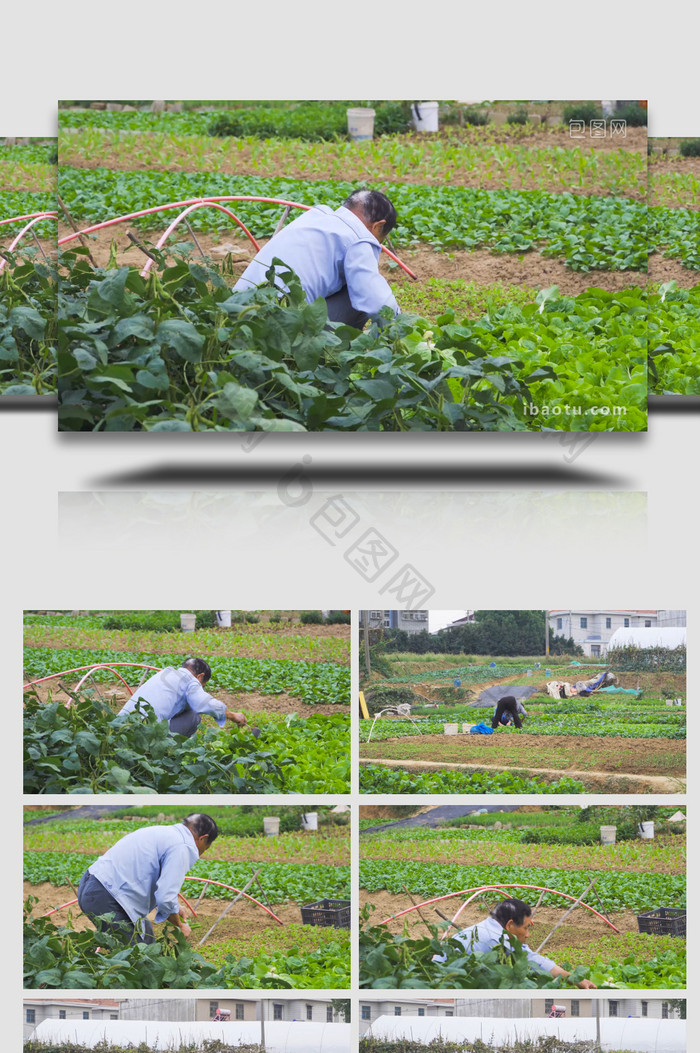 农业农田农民整理菜地劳作4K实拍