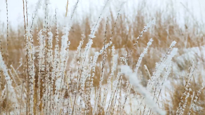 冬季北方结霜的草木4k唯美实拍
