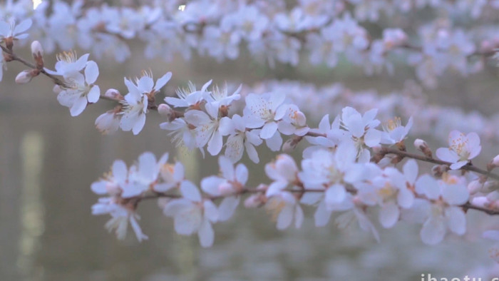春意盎然唯美白色樱花盛开4K实拍