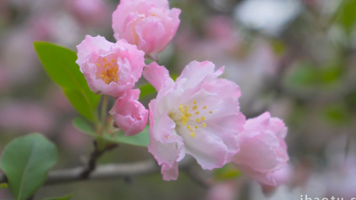 春意盎然春暖花开垂丝海棠花4K实拍