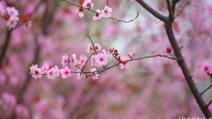 春季花朵盛开杨柳飘动实拍素材