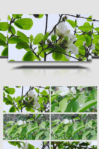 春天的玉兰花竞相开放4K实拍图片