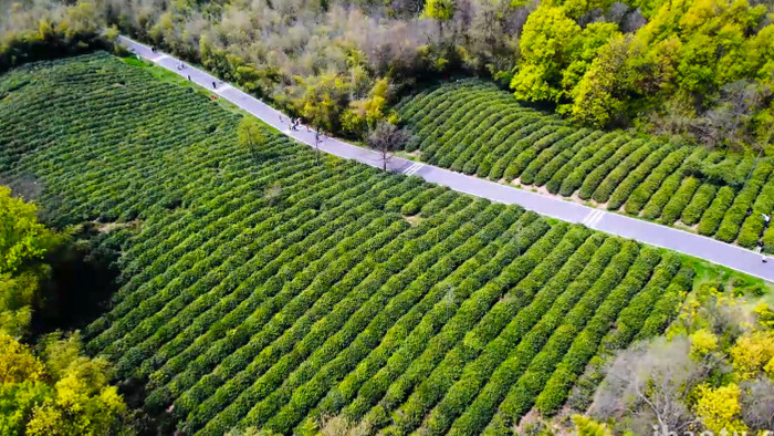 春季风景茶山茶园茶叶春茶4K航拍