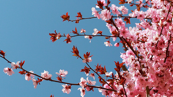 春天桃花盛开生机盎然实拍