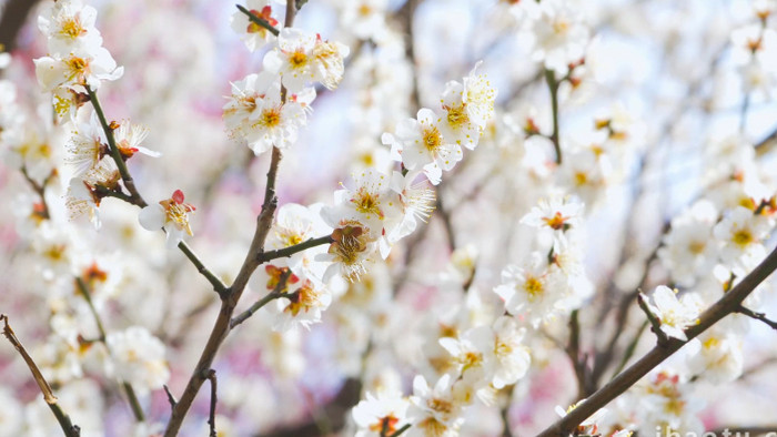 春意盎然春天花朵唯美白色梅花盛开4K实拍