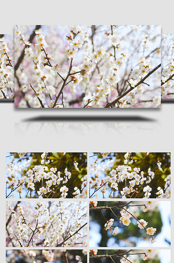 春意盎然春天花朵唯美白色梅花盛开4K实拍图片