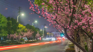 夜间梅花前景车流延时实拍素材