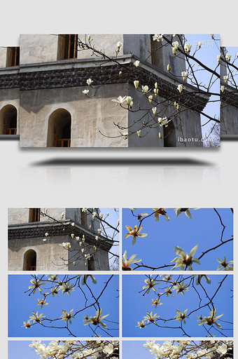 春季白色白玉兰盛开实拍素材图片