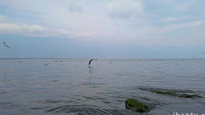 大理洱海自然湖泊海鸥生态实拍