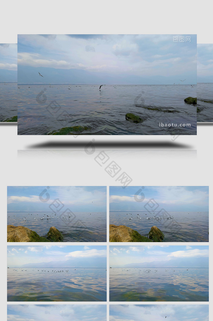 大理洱海自然湖泊海鸥生态实拍