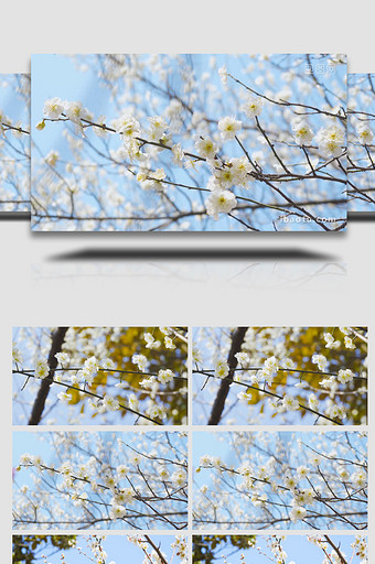 春天风景唯美樱花盛开4K实拍图片