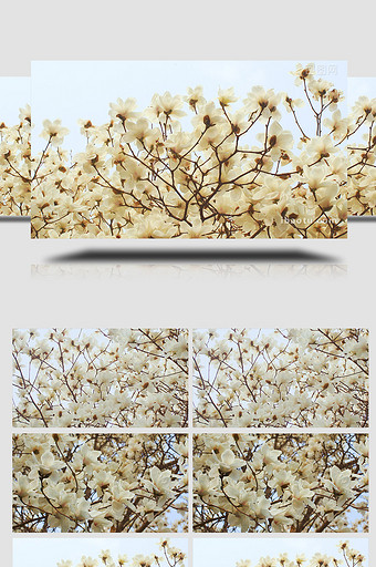 春天树木白玉兰开花花朵花瓣实拍图片
