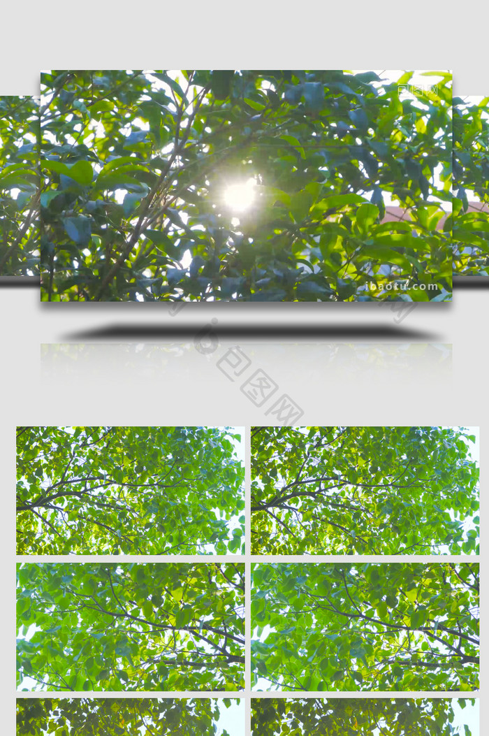 春季树木绿树逆光光影绿意盎然4K实拍