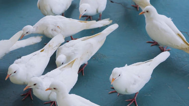白色鸽子争抢食物特写空镜头4K实拍