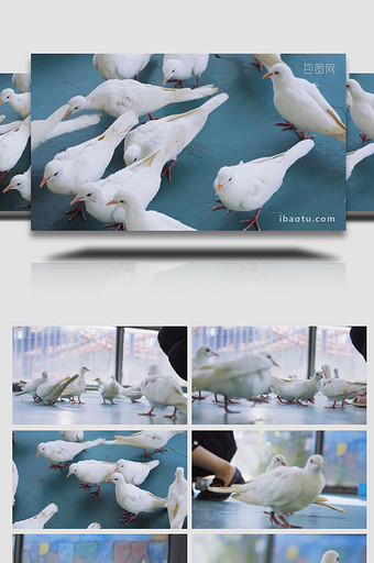 白色鸽子争抢食物特写空镜头4K实拍图片
