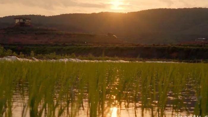 太阳落山前的的水稻田秧苗4K延时