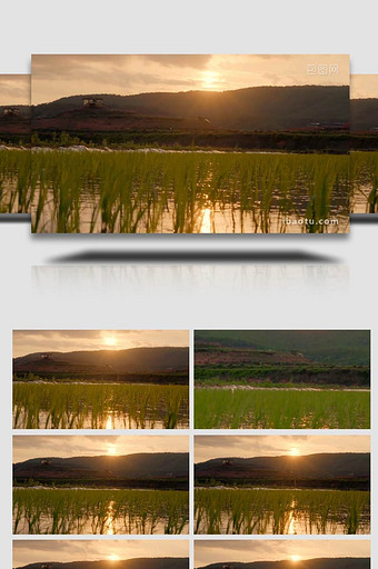 太阳落山前的的水稻田秧苗4K延时图片