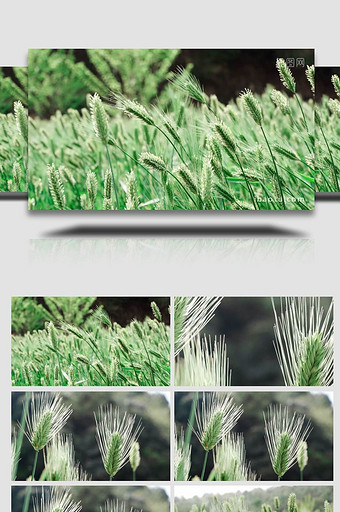 风吹麦浪小麦特写嫩绿的麦田麦穗4K实拍图片