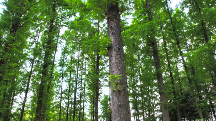 自然风光水杉树林森林树木4K航拍