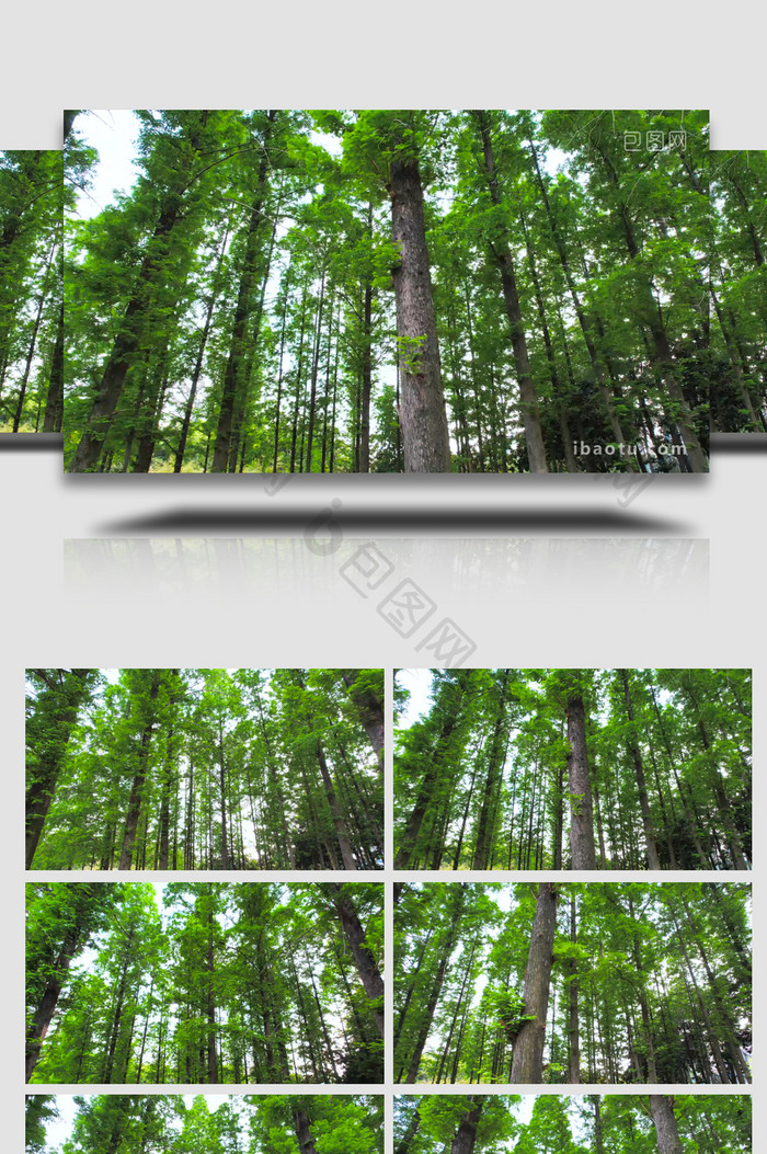 自然风光水杉树林森林树木4K航拍