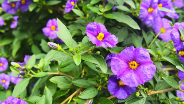 盆栽花卉鲜花蓝花茄特写4K实拍