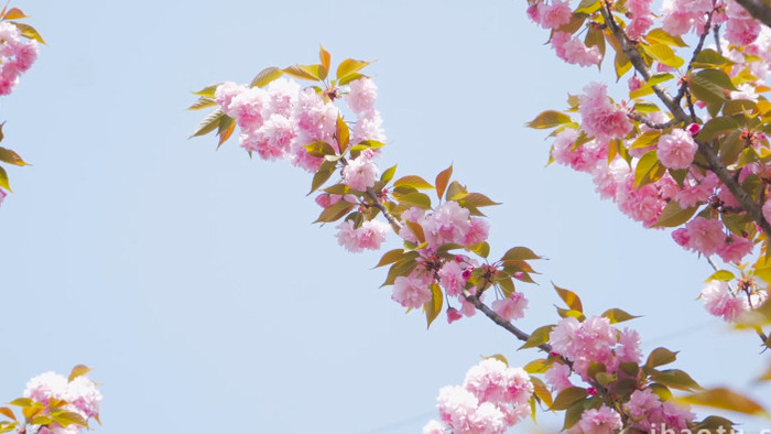 唯美春季花朵日本晚樱温暖治愈4K实拍