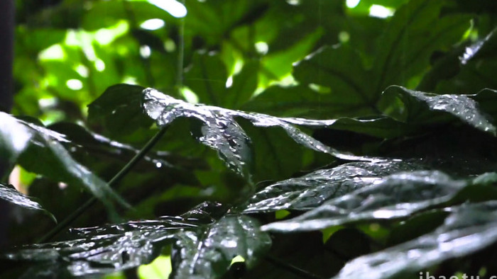下雨天雨水滴落在树叶上4K实拍