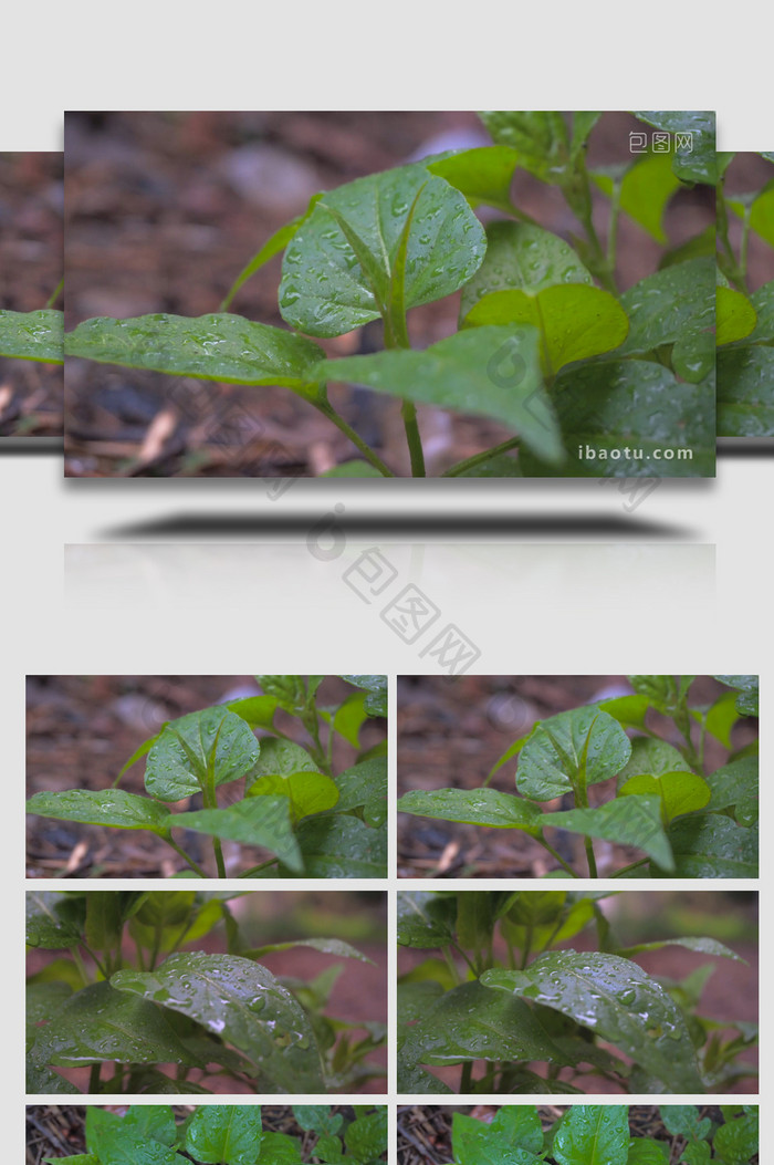 梅雨季节下雨雨滴特写4K实拍