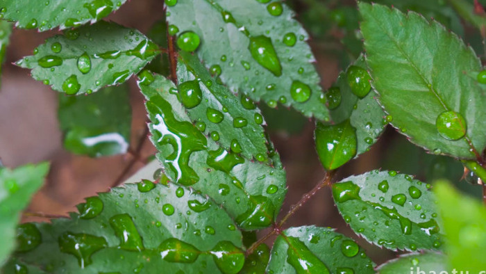 下雨雨天植物叶子上雨滴特写4K实拍