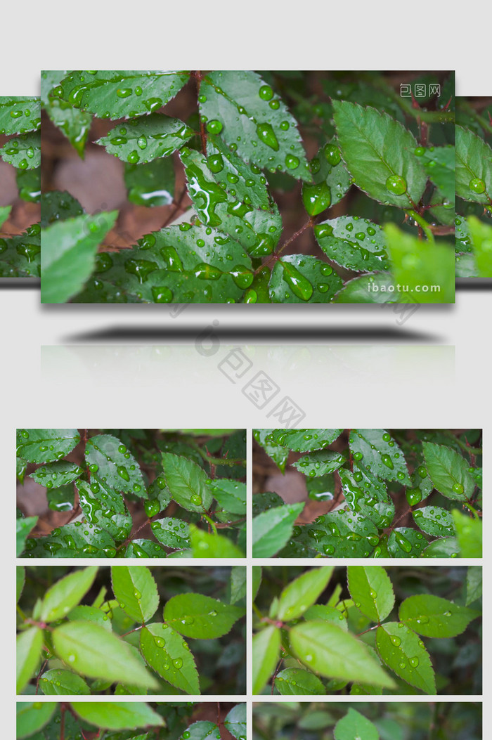 下雨雨天植物叶子上雨滴特写4K实拍