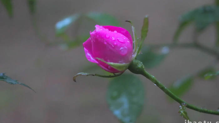 下雨雨中的蔷薇花花朵上雨滴特写4K实拍