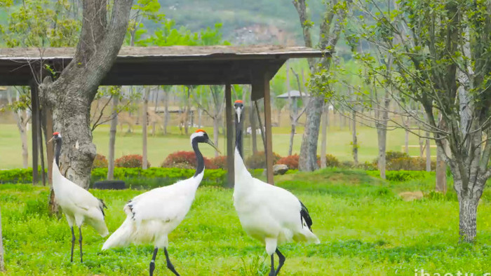 鸟类动物白鹤动物园4K实拍