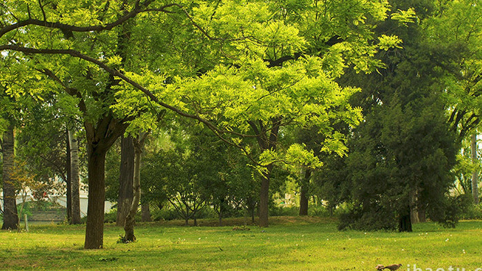 初夏绿色植物茂密大树生长温暖治愈实拍