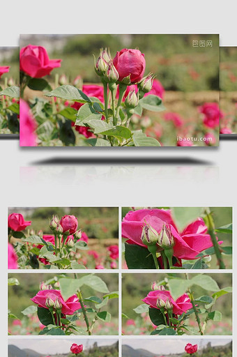 玫瑰玫瑰花苞盛开的玫瑰玫瑰花田4K实拍图片