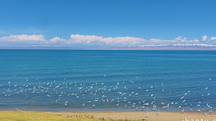 自然风光青藏高原雪山湖泊鸟群实拍