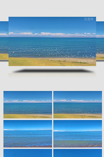 自然风光青藏高原雪山湖泊鸟群实拍图片