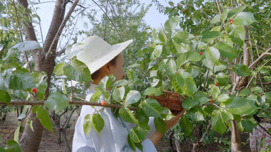 采摘樱桃水果种植樱桃特写