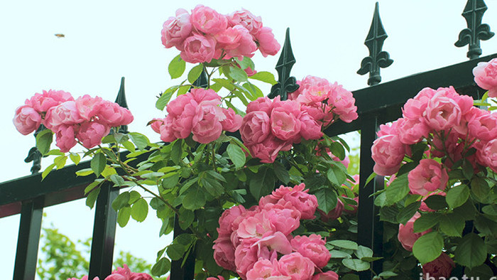蔷薇花墙红色鲜花簇拥栅栏温暖治愈实拍