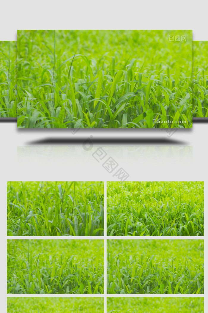 夏季生长茂盛的小草治愈温暖4K实拍