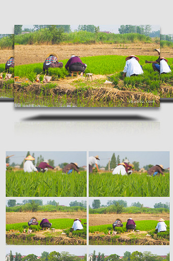 农忙季农民在田里拔秧苗劳作4K实拍图片