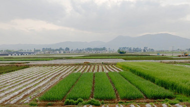 农村乡村农业基地农田田野麦田4K航拍