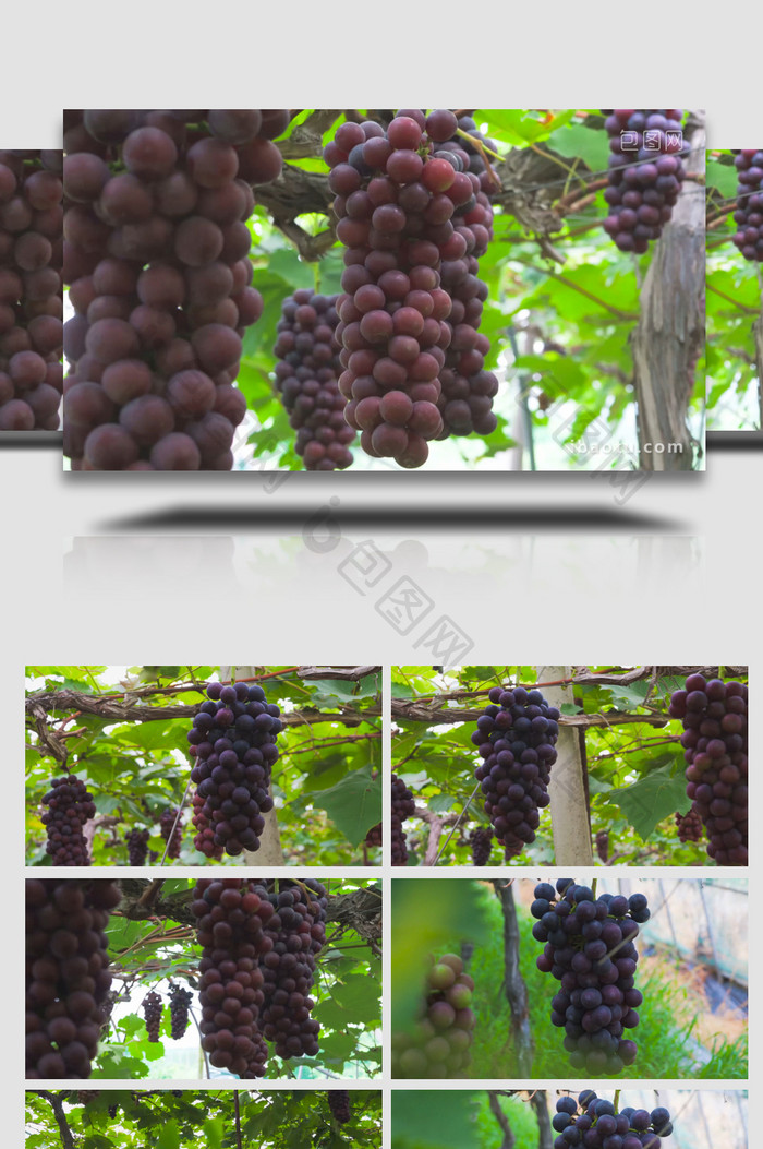 智慧农业葡萄大棚水果温室大棚4K实拍