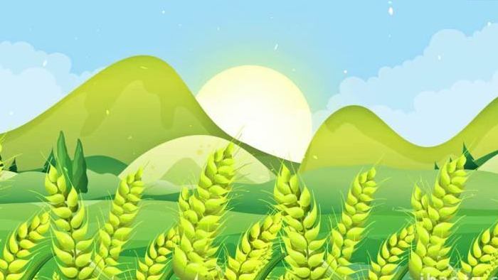 绿色麦田可循环农业背景视频