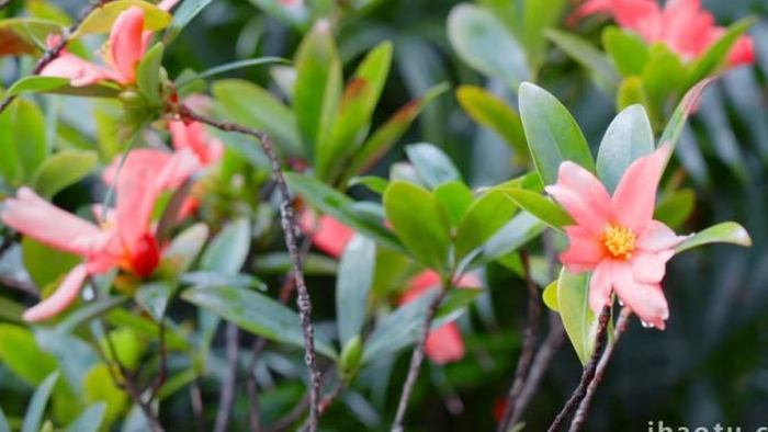 四季节杜鹃山茶花盆景鲜花特写4K实拍