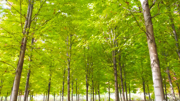 枫树森林自然生态环境4K航拍