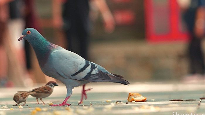 生活气息人群中鸽子觅食投喂实拍视频素材