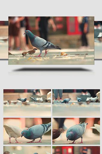 生活气息人群中鸽子觅食投喂实拍视频素材图片