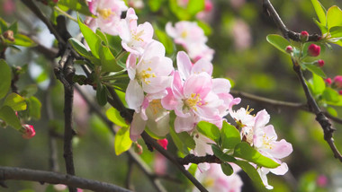 唯美花朵海棠花4K实拍